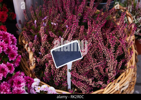 Calluna vulgaris (connu sous le nom de bruyère commune, callune, ou simplement heather). Diversité des plantes en pot de fleurs de la ville. Heather de diverses espèces. erica colorés Banque D'Images