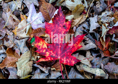 Feuille d'érable rouge entre les feuilles Banque D'Images