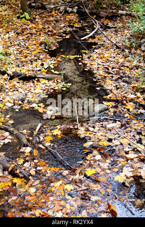 Petit cours d'eau à l'automne, de l'Ontario Banque D'Images