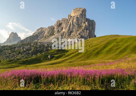 La pittoresque montagne Gusela, Nuvolau gruppe, Tyrol du Sud, derrière un coucher de soleil allumé prairie avec des fleurs roses, près de Passo Giau, Dolomites, Italie, sur un la fin de l'arrière Banque D'Images