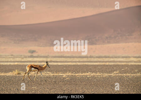 Antidorcas marsupialis Springbok - belle, antelop emblématique de l'Afrique australe de buissons et de plaines, désert du Namib, Namibie. Banque D'Images