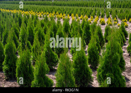 Jardin plantation thuja Banque D'Images