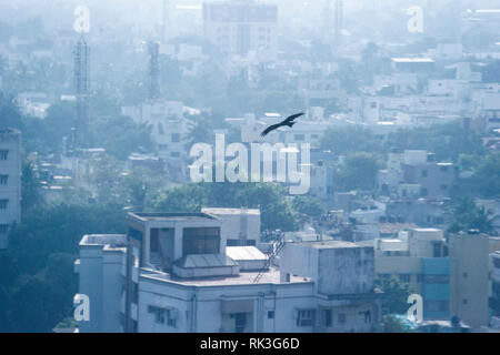 Les oiseaux de proie planent au-dessus de la ville de Chennai entouré d'insectes volants, avec des brindilles pour leurs nids Banque D'Images