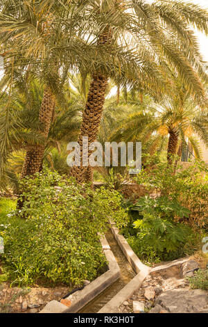 L'acheminement de l'eau dans l'oasis de dattiers dans le village de In Misfat al Abriyyin Banque D'Images