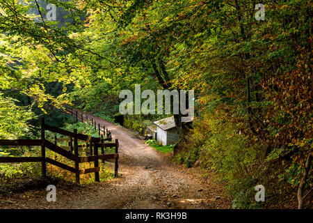 De belles couleurs des feuilles d'automne dans la forêt, et la route qui mène à Babin zub (Le Grandmather's Tooth pic) Banque D'Images