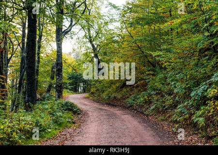 De belles couleurs des feuilles d'automne dans la forêt, et la route qui mène à Babin zub (Le Grandmather's Tooth pic) Banque D'Images