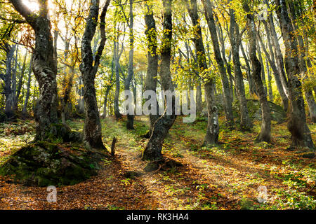 Les rayons du soleil qui passent à travers une forêt dense feuillage, et éclairer les belles couleurs de l'automne. Babin zub. Beau sommet de montagnes des Balkans. Banque D'Images