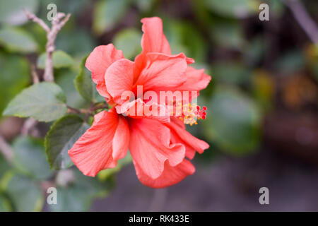 Une fleur Chaba (Hibiscus rosa-sinensis) chinois rose, couleur rouge, qui fleurit au cours de la lumière du soleil du matin. dans un jardin tropical en fond vert. Banque D'Images