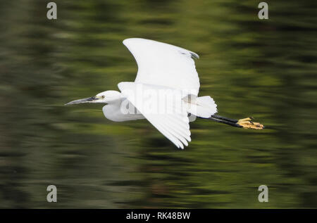 Aigrette garzette Egretta garzetta wild oiseau en vol au-dessus de l'eau avec river paysage rural background Banque D'Images