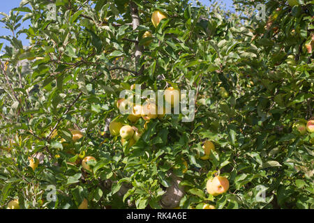 Les pommes dans le sud Tyrol Banque D'Images