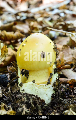 Très jeune Amanita fulva ou Grisette fauve dans l'habitat naturel de champignons Banque D'Images