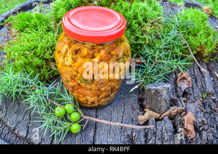 Chanterelles jeune marinés dans un bocal entouré de vert mousse et de genévrier sur de vieilles tables en bois, grunge Banque D'Images