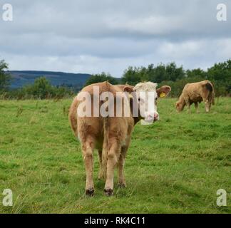 Sur l'Île Sainte de bétail dans la région de Lough Derg, l'Irlande, il y a de la vie dans l'été. Banque D'Images