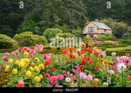 Dahlias et le gîte dans les jardins à Shore Acres State Park sur la côte sud de l'Oregon. Banque D'Images