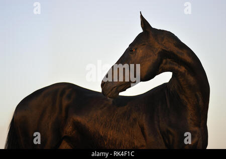 Akhal téké étalon noir donnant un regarder en arrière dans le coucher du soleil. Portrait, Horizontal, sur le côté. Banque D'Images