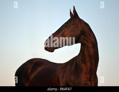 Akhal téké étalon noir donnant un regardez à gauche dans le coucher du soleil. Portrait, Horizontal, sur le côté. Banque D'Images