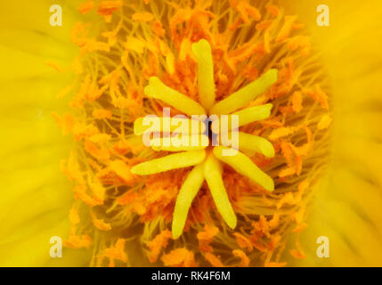 Fleur de cactus jaune ,orange ,détails macrophotographie étamines faire ressortir dans la couleur jaune composition Banque D'Images