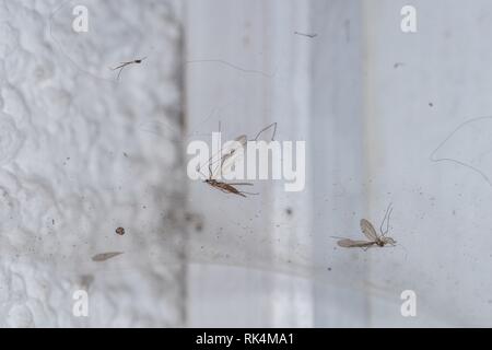 Spider's Web avec les mouches et moustiques, Allemagne Banque D'Images