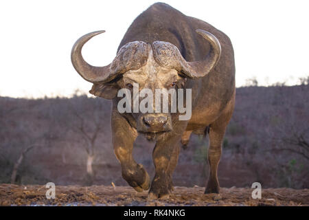 Un Buffle africain s'approche d'une piscine de l'eau dans la savane Banque D'Images