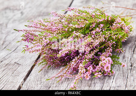 Bouquet de scotch violet heather bush (Calluna vulgaris, Erica, Ling, également appelé Ling plante sur la lande) sur un fond de bois vieux gris Banque D'Images