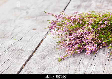 Bouquet de scotch violet heather bush (Calluna vulgaris, Erica, Ling, également appelé Ling plante sur la lande) sur un fond de bois vieux gris Banque D'Images