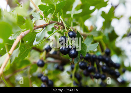 Les baies fraîches mûres de cassis d'or dans le jardin. Ribes aureum, connu par les noms communs, de girofle groseille or groseille, pruterberry et buffalo Banque D'Images