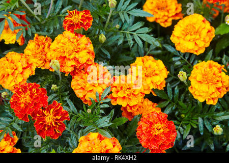 Humide et lumineux orange jaune souci libre avec des gouttes de pluie. Blackbringer parterre, copy space (Tagetes erecta, mexicaine, Aztec ou africaine m Banque D'Images