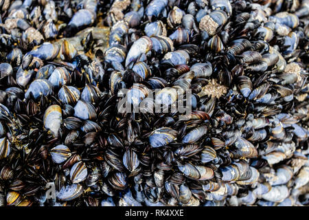 Les fruits de mer sur une plage de Cornouailles Banque D'Images