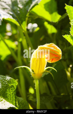 Big Yellow pumpkin flower blooming macro close up. Nom scientifique Cucurbita. Banque D'Images