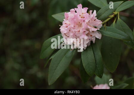 Rhododendron 'Christmas Cheer' à Clyne gardens, Swansea, Pays de Galles, Royaume-Uni. Banque D'Images