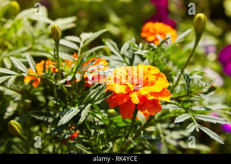 Humide et lumineux orange jaune souci libre avec des gouttes de pluie. Blackbringer parterre, copy space (Tagetes erecta, mexicaine, Aztec ou africaine m Banque D'Images