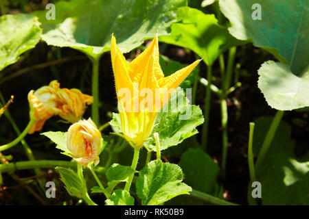 Big Yellow pumpkin flower blooming macro close up. Nom scientifique Cucurbita. Banque D'Images