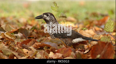 Casse-noisette, casse-noisette tacheté, casse-noisette eurasien sur terre avec feuilles d'automne, collecte de noix Banque D'Images