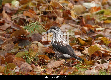 Casse-noisette, casse-noisette tacheté, casse-noisette eurasien sur terre avec feuilles d'automne, collecte de noix Banque D'Images