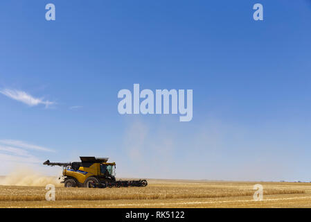 La récolte de l'orge avec moissonneuse batteuse (New Holland) Australie du Sud de la péninsule d'Eyre Banque D'Images