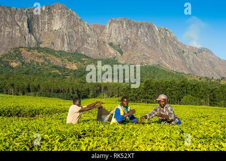 Les cueilleurs de thé sur une plantation de thé sur le mont Mulanje, Malawi, Afrique Banque D'Images