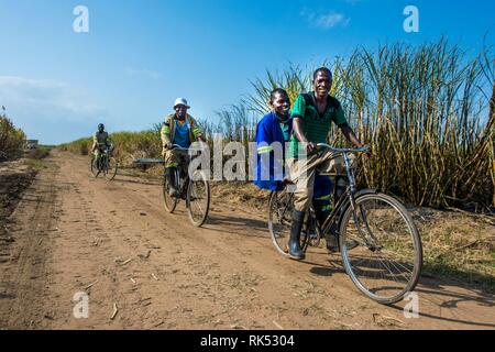 Coupeurs de canne à sucre sur leur lieu de travail à vélo à travers les champs de canne à sucre, Nchalo, Malawi, Afrique du Sud Banque D'Images