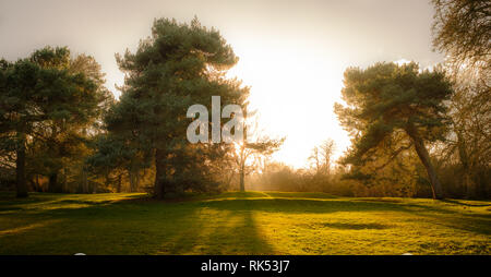 La lumière du soleil derrière des pins dans la vallée des Jardins, Harrogate Banque D'Images