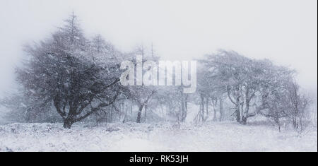 Arbres dans une tempête de neige. Mélèzes dans un blizzard Banque D'Images