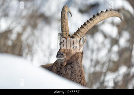 Merveilleux portrait de bouquetin montagne dans la neige, Alpes, Italie (Capra ibex) Banque D'Images