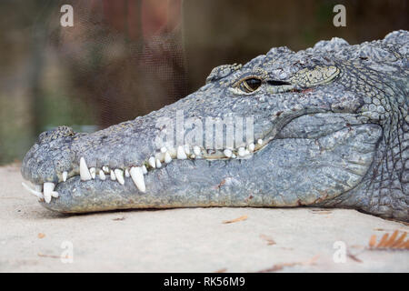 Reposant sur un crocodile rock Banque D'Images