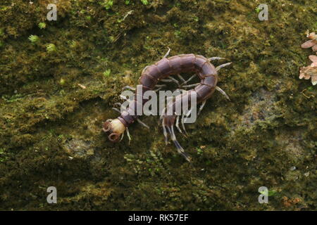 Centipede violet avec tête jaune Banque D'Images