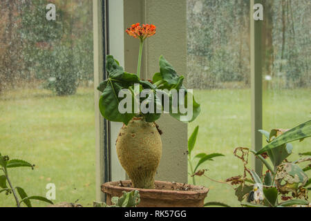 Ventre de bouddha - plante nom latin Jatropha podagrica Banque D'Images