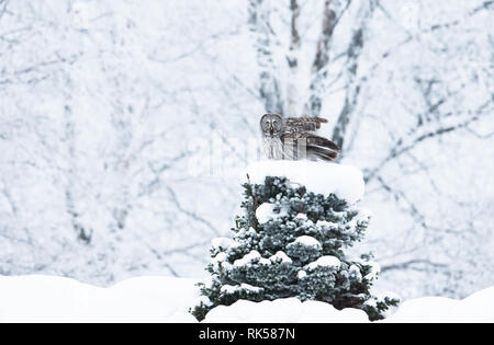 Chouette lapone se percher sur un arbre en hiver, en Finlande. Banque D'Images