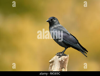Close up of Eurasian Jackdaw perché sur un post en bois contre l'arrière-plan jaune, au Royaume-Uni. Banque D'Images