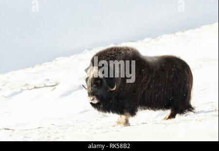 Boeuf musqué mâle debout dans les montagnes enneigées de l'hiver, Dovrefjell en Norvège. Banque D'Images