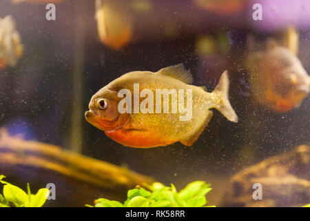 Serrasalmus nattereri Piranha swimming underwater in biotope. Banque D'Images