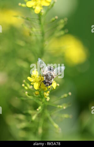 Un Drone coniques voler à nectar dans une fleur de moutarde sauvage Banque D'Images