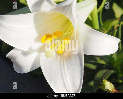 L'étamine et pistil de fleur blanche Lilium candidum Madonna Lily close up. Banque D'Images