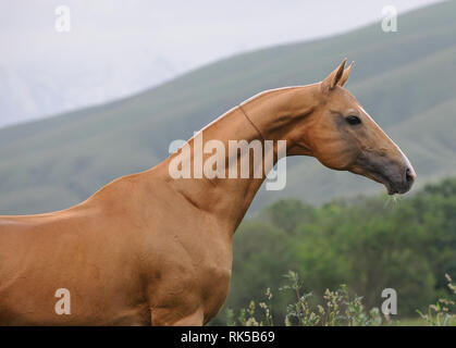 Portrait d'Akhal téké palomino horse bridle sans le côté extérieur avec des montagnes en arrière-plan. Photo horizontale, profile close up. Banque D'Images